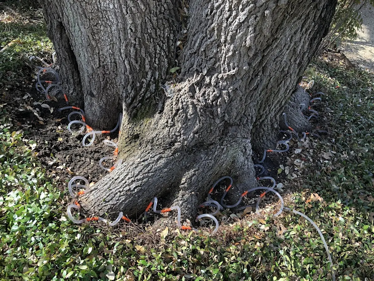 Detailed Tree Cabling and Bracing job site in Whitmore Lake