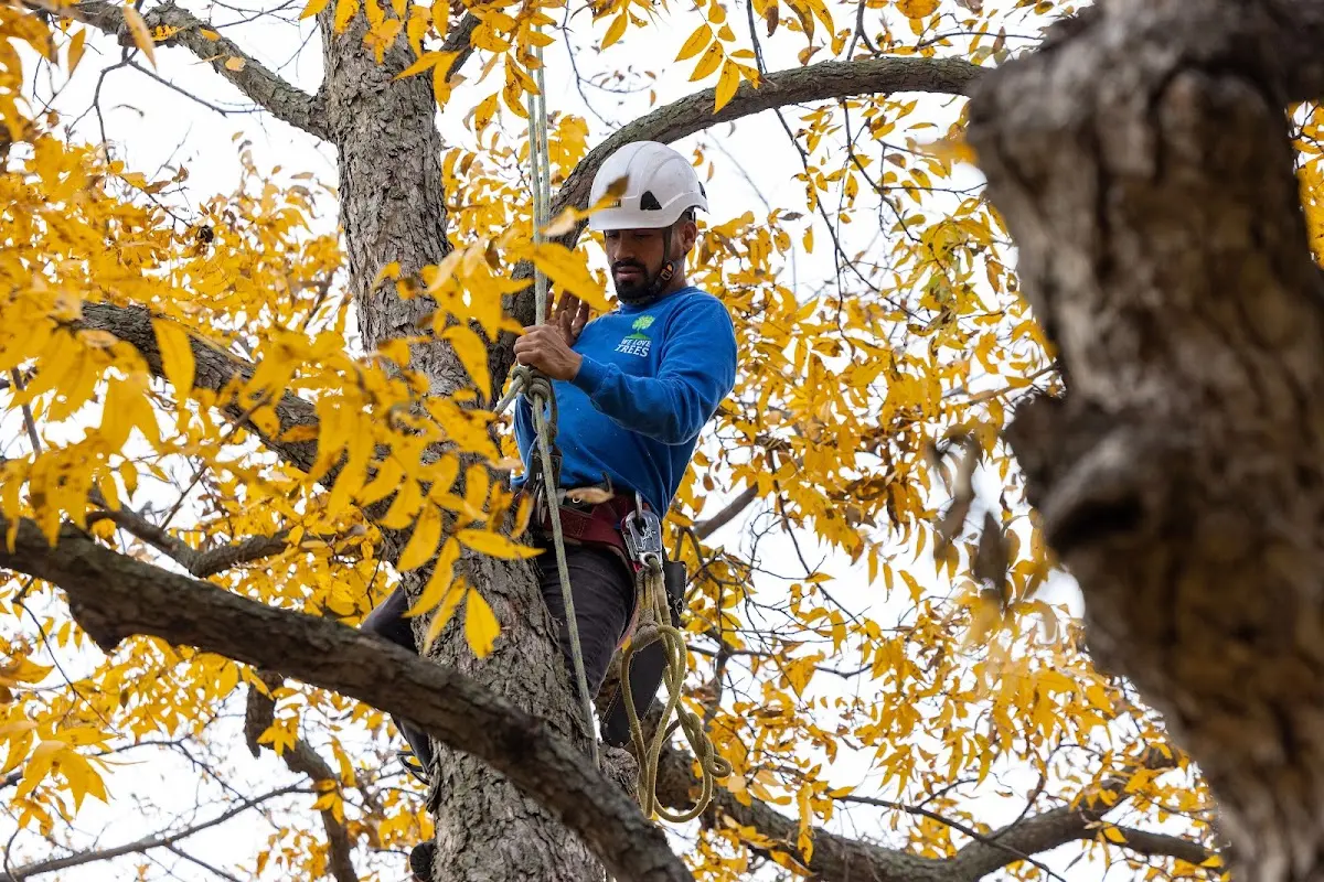 Skilled Tree Pruning crew working in Whitmore Lake