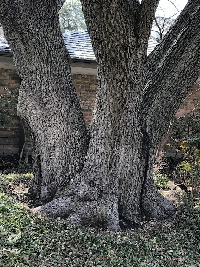 Mature heritage tree close to a Whitmore Lake property cared for by certified arborists